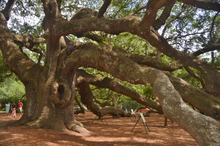 huge Angel Oak Tree